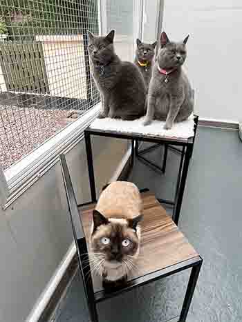 Bramble, Katie, Pepper, Poppy all together on a chair and table in the garden room