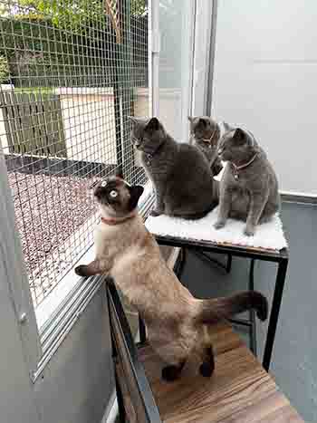 Bramble, Katie, Pepper, Poppy