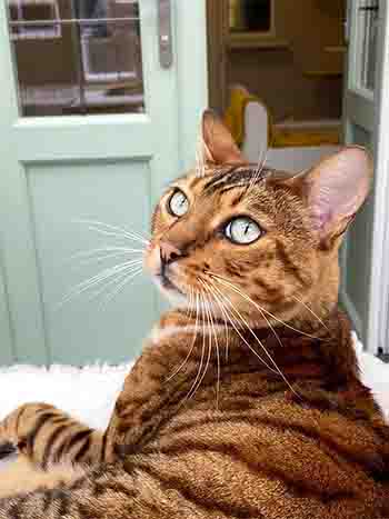 Beautiful cat
