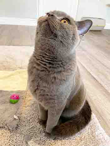 Theodore