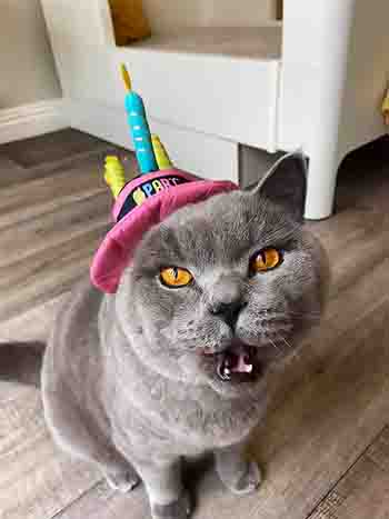 Oscar's birthday with his Party Animal hat on and miaowing at you