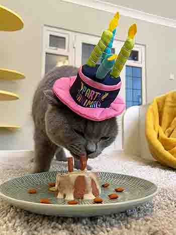 Oscar's birthday with his Party Animal hat on and enjoying his dinner with special treats on