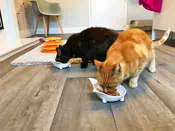 Two cats eating from cat-shaped bowls