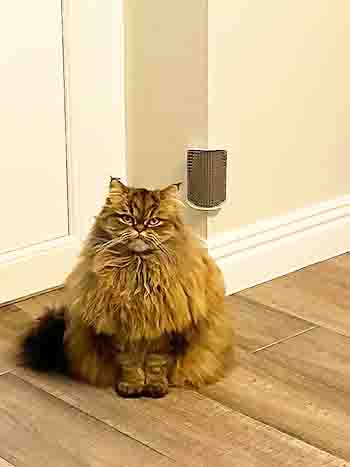 loki-sky with corner-mounted cat grooming brush.