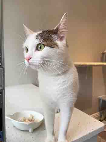 DotDot by her cat feeding bowl