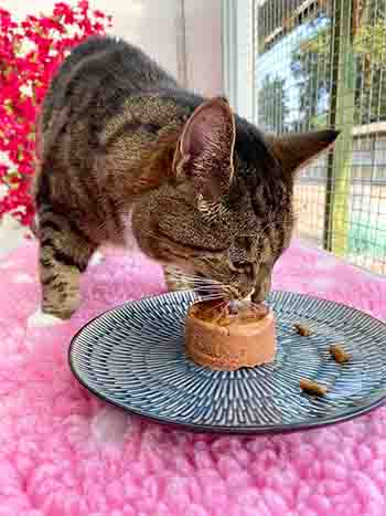 Jack enjoying his pate dinner