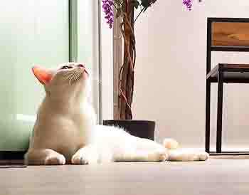 Pad Thai relaxing and posing!