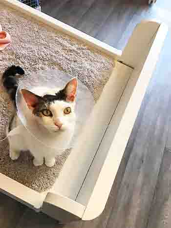 Cat wearing a veterinary Elizabethan collar to protect his wounds, following a cat fight before he came for his holiday