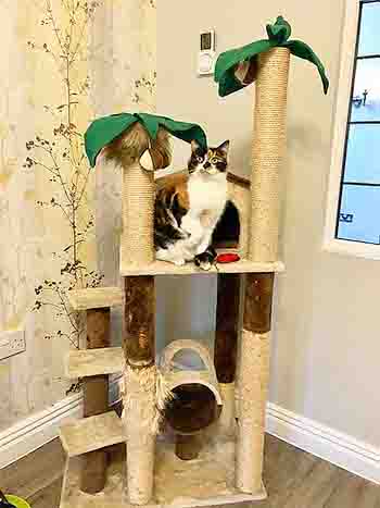 Millie the tortoiseshell and white cat sitting in the middle of her tropical cat tree!