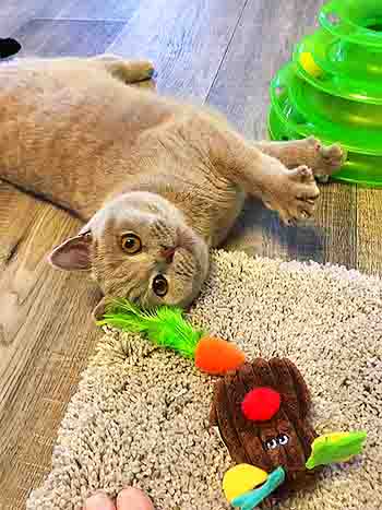 Grey cat in the middle of some toys, a furry mouse with a tickly feather lime green tail and a helter-skelter lime green toy