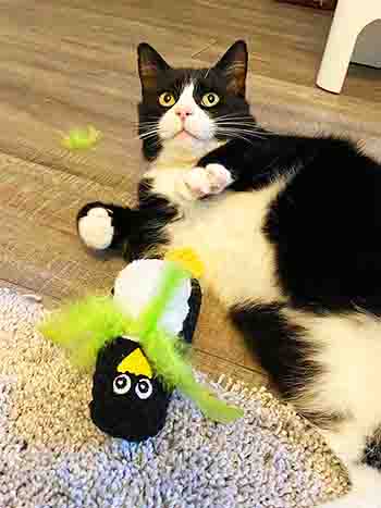Black and white cat playing with his Christmas present, a large penguin toy which has a lime green fluffy scarf!