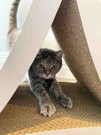 Dottie scratching her cardboard scratching triangle