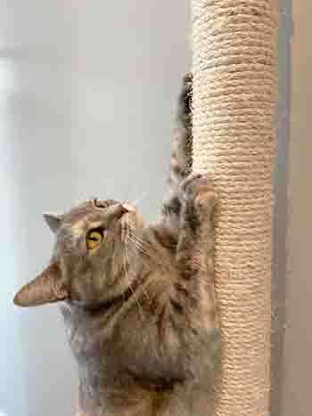 Dottie scratching her scratching post with vigour and utter focus and concentration