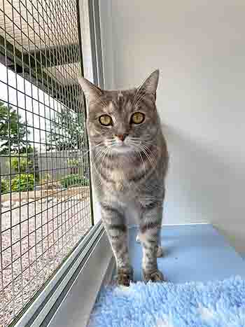 Dottie in the outdoor room