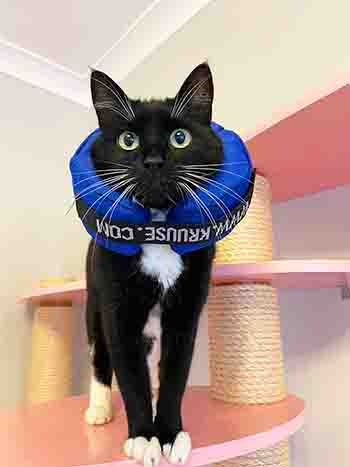 Millie wearning her blue medical collar whilst posing on the cat tree
