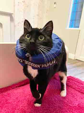 Millie on her bed, not hampered by her medical cat collar