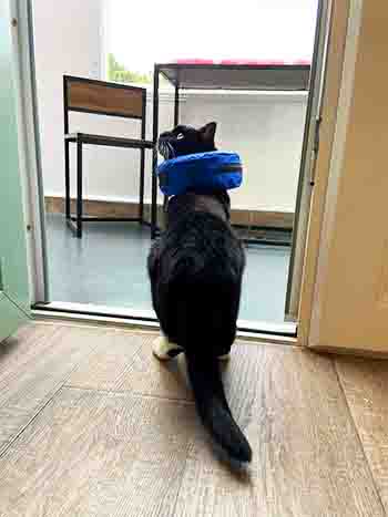Millie sitting in the door way wearing her blue medical collar