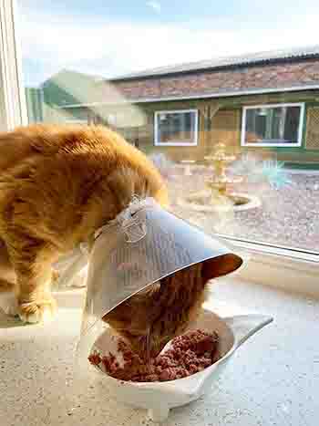Ginge eating his dinner, not hampered by his medical collar