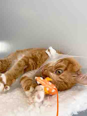 Ginge playing with toys, not worrying about his medical collar