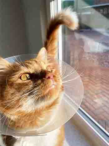 Ginge wearing medical collar, looking out of window