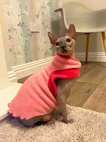 Darcy/Dylis Sphynx cat wearing a pink jumper