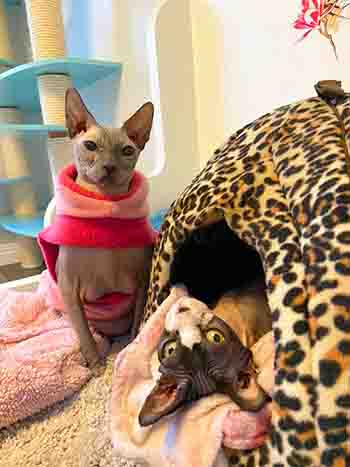 Darcy/Dylis Sphynx cats in bed enjoying the warmth