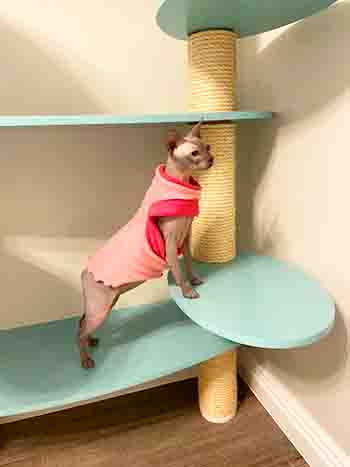 Darcy/Dylis Sphynx cat posing on cat tree wearing a pink jumper for warmth
