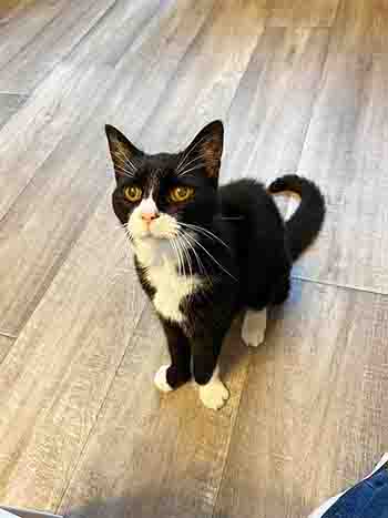 Meg, a 20 year old black and white cat