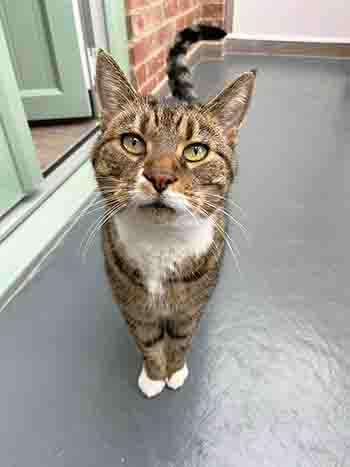 Jack a 16 year old cat