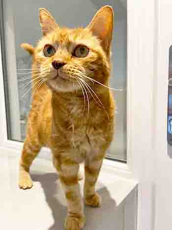 Ginger cat Phoebe at 20 years old standing on the windowsill
