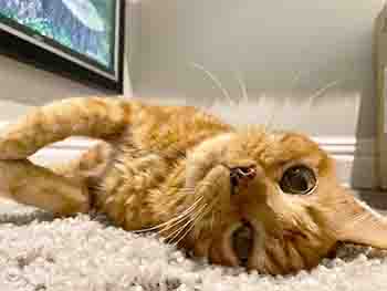 20 year old ginger cat Phoebe lying on a rug in front of the TV
