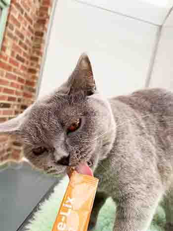 Dinah licking the end of a treat stick