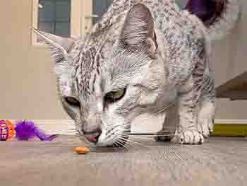 Khalfani enjoying a treat