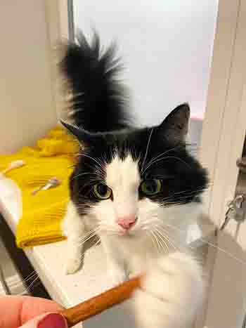 Luna grabbing a treat stick with her paw - gimme!