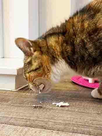 Pebbles eating cat treats