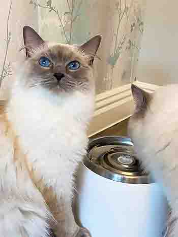 Beautiful Ragdoll cats Loki and Amora by their water fountain