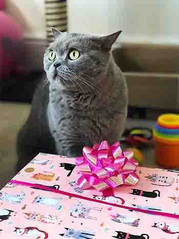 Baloo with his beautifully wrapped present with a pink bow and pink wrapping paper printed with cartoon cats