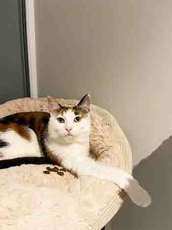 Alfalfa/Darla enjoying dangling paws and legs over the bed next to her treats