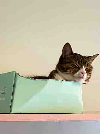 Loki/Skye enjoying all the delights a duck egg coloured box can offer