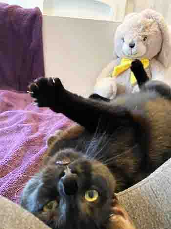 Bobbat luxuriating on one of our beds with bunny toy from home