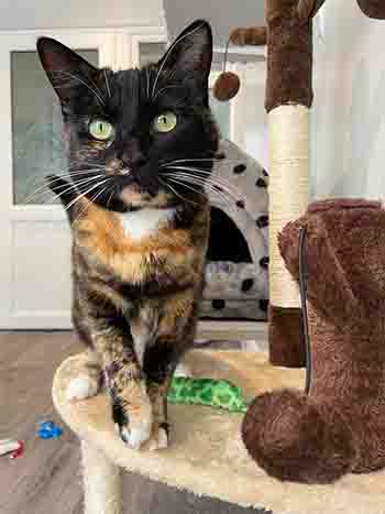 Bella enjoying her super duper cat tree from home which is covered with her toys