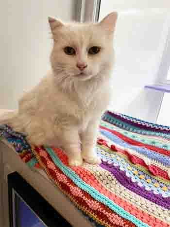 Muncherella enjoying being higher up on the windowsill with her favourite throw