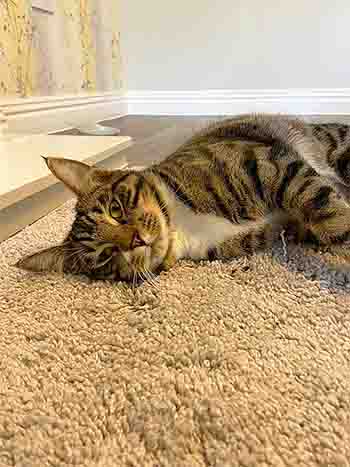 Finney Hugo lazing on the cat rug in front of the fireplace