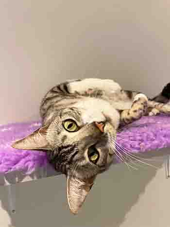 Pretty cat lying upside down on shelf