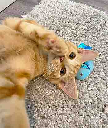Teddy