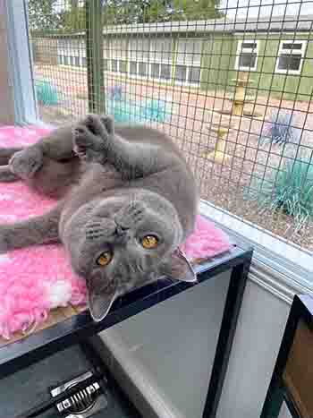 Gorgeous Shelby upside down and being as cute as possible!