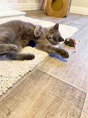 cute cat