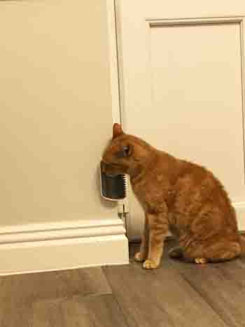 Ferbus/Hattie with corner-mounted cat grooming brush.