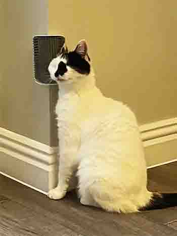 Smopples with corner-mounted cat grooming brush.