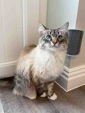 Coco/Lola with corner-mounted cat grooming brush looking absolutely beautiful.
